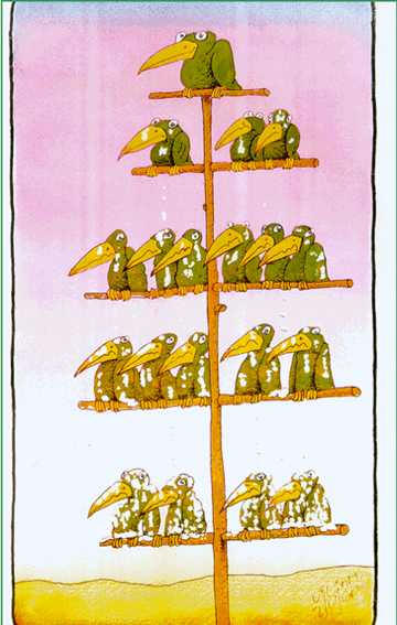 Hierarchy bird tree