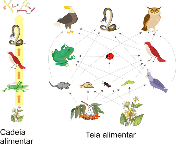 Teia alimentar