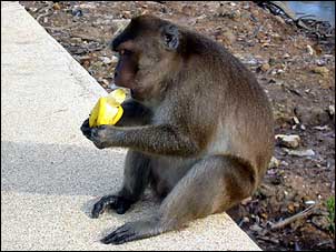 Macaco comendo banana