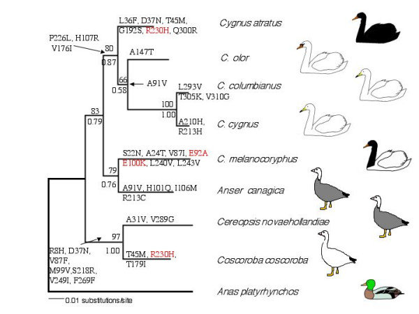 Reconstruction of MC1R evolution over an independent molecular phylogeny of swans and W640