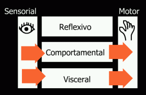 Três níveis de processamento emocional