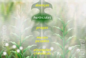 Porqu mudar os genes das plantas?