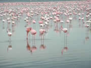 Flamingos concentrados no lago